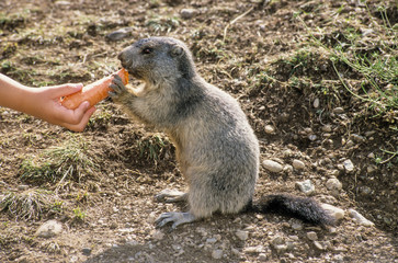 Marmotte des Alpes, Marmota marmota