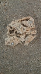 Corals lie at the edge of the sea. Broken coral brought by the waves from sea to shore.