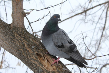 gray dove on a tree