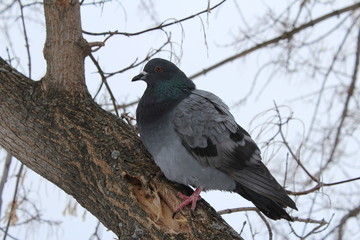 gray dove on a tree