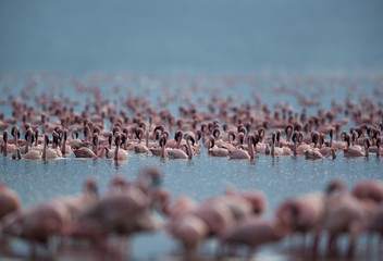 Lesser Flamingos swimming at Bogoria Lake