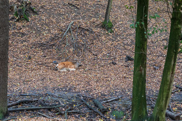 Fallow Deer - Dama dama lies on the ground in the leaves among the trees. © Roman Bjuty