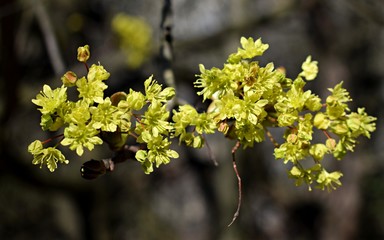 Maple flowers. Tree with yellow flowers blooming in spring