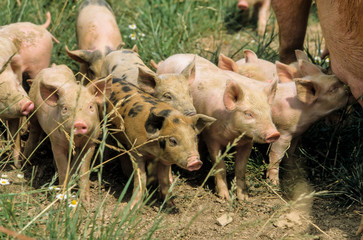 Porc, cochon, truie, porcelet, Sus scrofa domesticus
