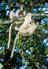 Propithèque de Verreaux, Propithecus verreauxi, Madagascar