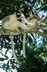 Propithèque de Verreaux, Propithecus verreauxi, Madagascar