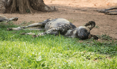 A closeup of an African wild dog (Lycaon pictus) sleeping in a clearing during the day in a South African grassland area. 