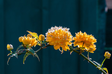Kerria japonica, Dijon, France, April 2020 (photo)