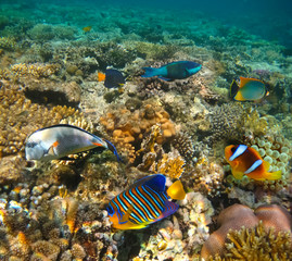 Underwater world. Coral fishes of Red sea.