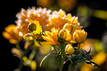 Kerria japonica, Dijon, France, April 2020 (photo)