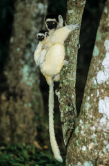 Propithèque de Verreaux, Propithecus verreauxi, Madagascar