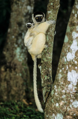 Propithèque de Verreaux, Propithecus verreauxi, Madagascar