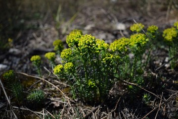 Spurges flowers close-up
