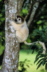 Propithèque de Verreaux, Propithecus verreauxi, Madagascar
