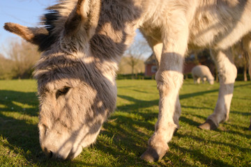 Donkey eating grass with blurry background and llama while catching the last sun of the day