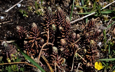 Rock plants