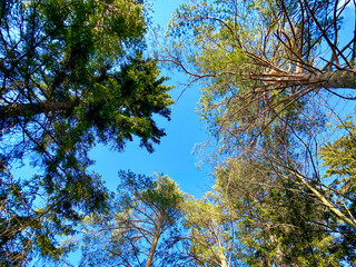 Spring sky in the forest near Moscow