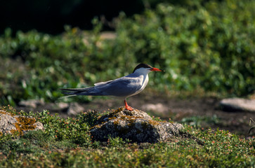 Sterne pierregarin,.Sterna hirundo, Common Tern