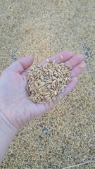 rice in hand close-up not peeled. Harvesting. Drying grains. Close-up of yellow paddy rice field