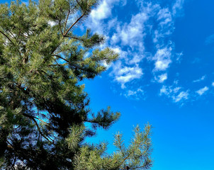 Spring sky with clouds in a forest near Moscow
