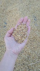 rice in hand close-up not peeled. Harvesting. Drying grains. Close-up of yellow paddy rice field