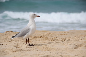 Fototapeta premium Seagull on beach