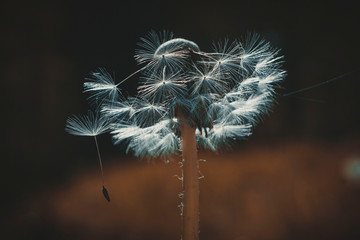 dandelion on a meadow
