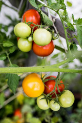 fresh red and green tomatos in the garden