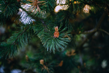 las natura  © Krzysztof