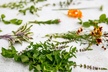 shows different herbs