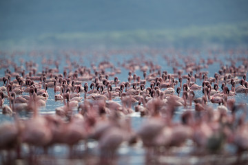 Lesser Flamingos with bokeh of flamingos in the front, Bogoria Lake