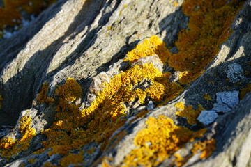 Sea stoned covered with yellow textures