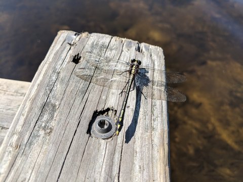 Dragonfly