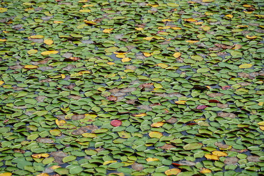 Sea rose leaves