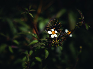 The flower