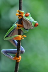 frog on a branch