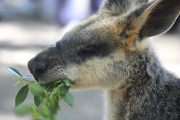 Kangaroo eating