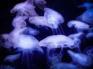 White jelly fish floating on blue sea background. Aquatic animal.