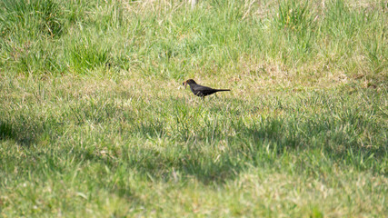 Amsel