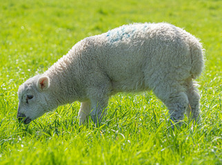 Portrait Close up Low Level view of three week old Lamb standing in green grass field showing detailed view of head eyes and nose