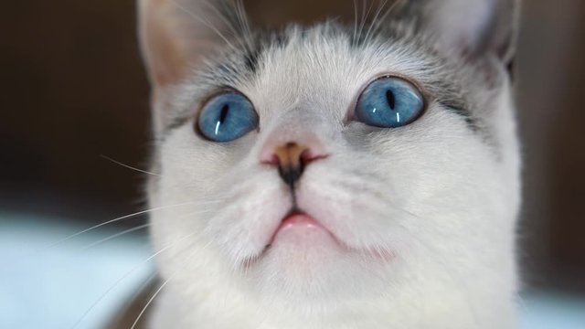 A blue-eyed beautiful domestic cat is looking at a toy in order to hunt. Adult cat is sitting on the windowsill. A healthy cat uses its sense of smell, hearing, and vision. Beige wool shimmers. Close