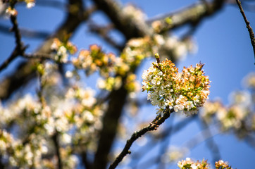 white cherry blossom in a blue background