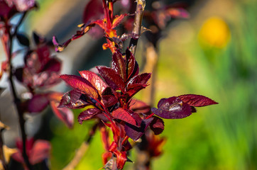 dark red leafs of a rose