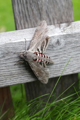 Moth over a wooden fence