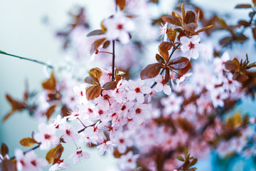 Kwitnące drzewo wiosną © Beata