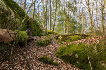 Obraz premium moss on the rocks