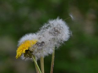 Dandelion seeds blowing in the wind