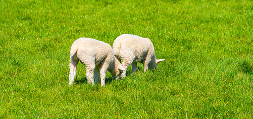 Fototapeta premium Close up Low Level view of three week old Lamb lying in green grass field showing detailed view of head eyes and nose