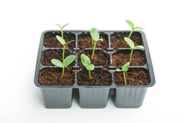group of small green sprouts in a pots on a white background