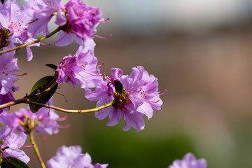 Petals of blooming plant in the park